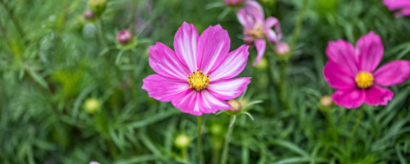 大面积格桑花种植方法（格桑花种植密度）