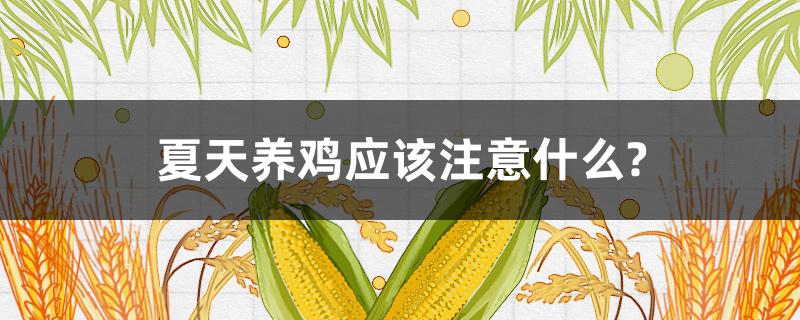 夏天养鸡应该注意什么? 冬天养鸡注意什么