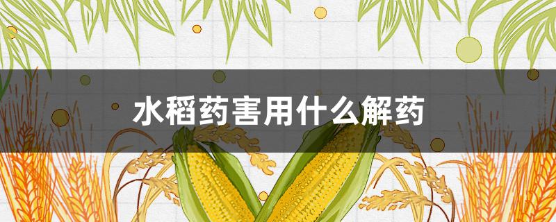 水稻药害用什么解药（水稻受药害用什么解药）