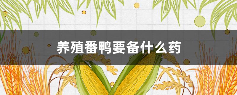 养殖番鸭要备什么药（养殖番鸭需要注意什么）