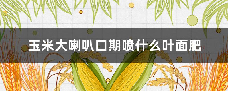 玉米大喇叭口期喷什么叶面肥（玉米大喇叭口期施什么肥）