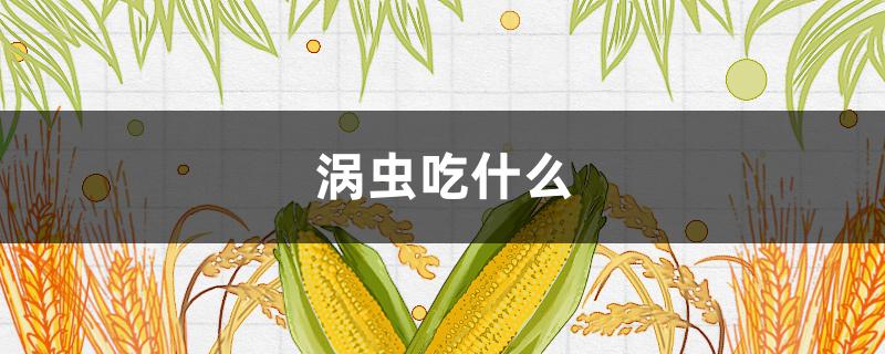 涡虫吃什么（涡虫吃什么食物研究课题）