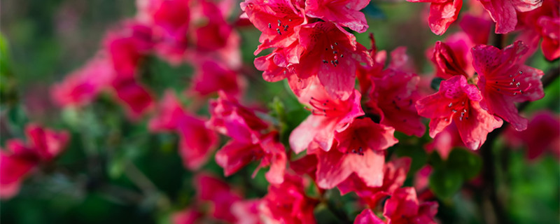 杜鹃花叶子一碰就掉（杜鹃花叶子一碰就掉怎么办）