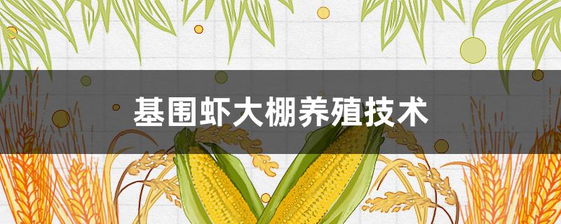 基围虾大棚养殖技术（大棚养虾技术）