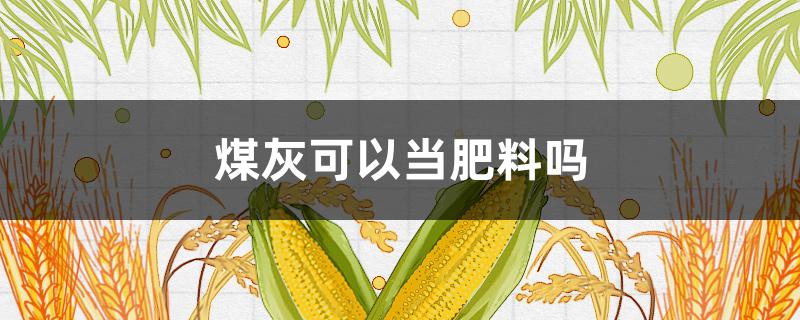 煤灰可以当肥料吗（煤渣煤灰能做肥料吗）