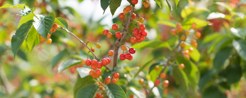 樱桃什么季节成熟 樱桃什么季节成熟季节