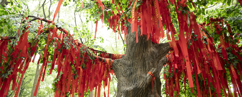 送平安树代表什么意思（平安树的寓意及花语）