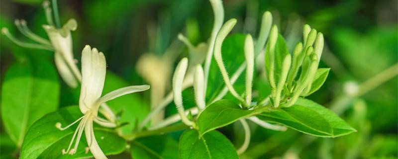 金银花种植方法和管理（金银花的种植方法和管理方法）