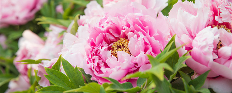 月季花什么时候开花（桂花和月季花什么时候开花）