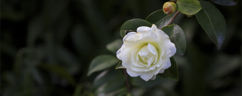 山茶花什么季节开花（山茶花什么季节开花?）