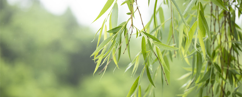 柳树是用茎繁殖的吗（柳树是不是用茎繁殖的）