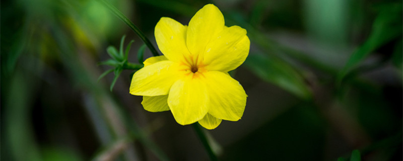 迎春花的特点 迎春花的特点和外形还有颜色