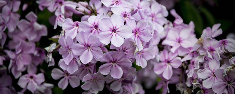 鲜花种类 鲜花种类及图片大全