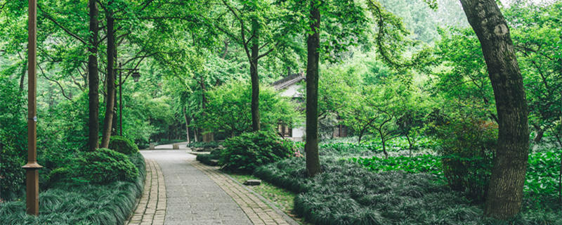 龙血树夏天多长时间浇一次水 夏天龙血树几天浇水