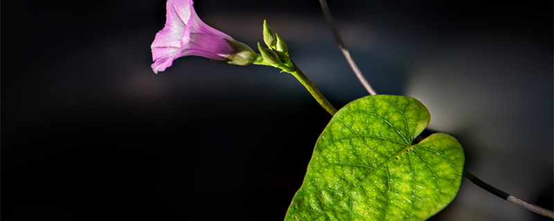 牵牛花什么时候开（牵牛花什么时候开花(一天的时间内）