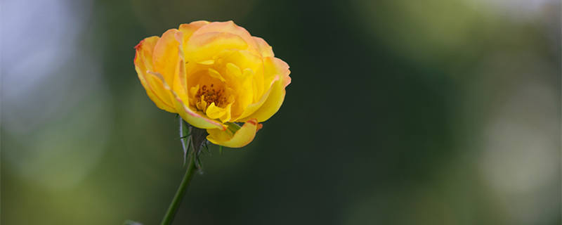 月季花多久开一次花（月季花什么时候开一次）