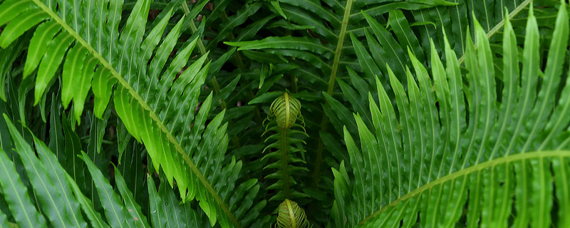 蕨类植物怎么浇水（蕨类盆景怎么浇水）