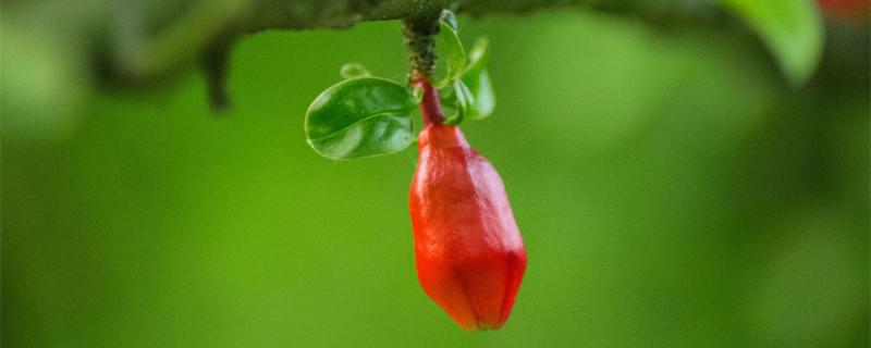 五月的月花是什么（五月花百度百科）