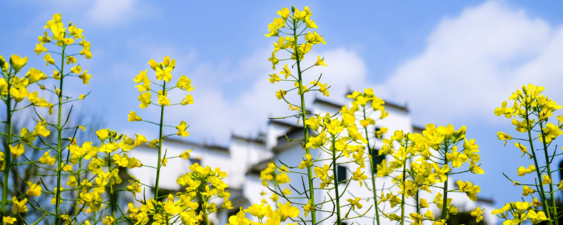 兴化油菜花几月开 今年兴化油菜花开了吗