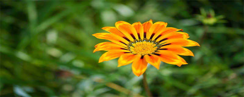 非洲菊花语（非洲菊花语是什么意思）