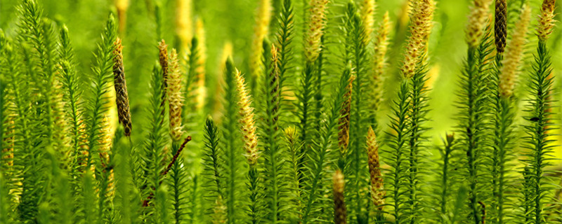 杉菜是什么植物（杉属于什么植物）