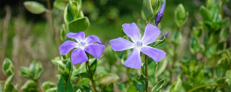 长春花如何播种（长春花如何播种视频）