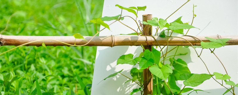 植物叶子上长白色粉末怎么办 花叶子长白色粉末怎么办