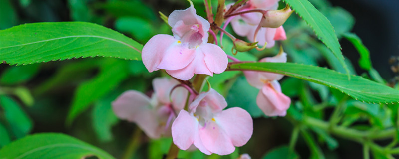 凤仙花传播种子的方法（凤仙花传播种子的方法,仿照课文说一说）