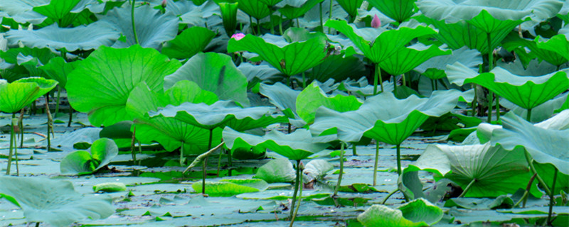 莲花的象征意义（澳门白莲花的象征意义）