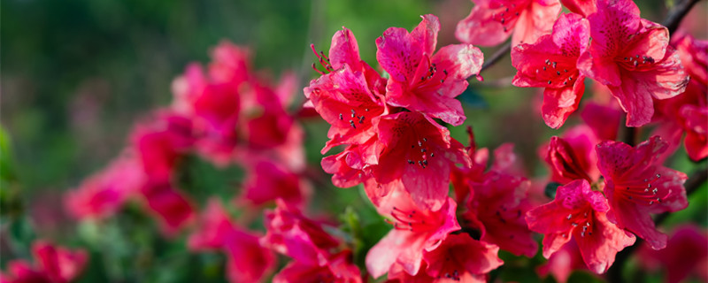 蜡皮杜鹃一年几次花（蜡皮杜鹃花期多久）