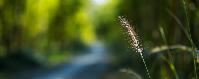 狗尾巴花的花语（狗尾巴花的花语唯美）