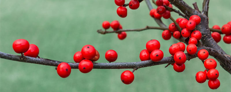 冬青是什么植物（法国冬青是什么植物）