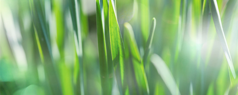 龙须菜是什么菜（龙须菜是什么菜的苗）