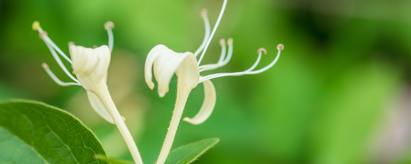 金银花的花朵为了什么变色（金银花的花朵为为了什么变色）