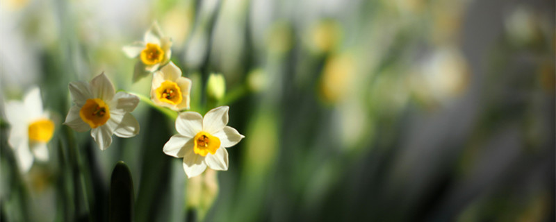 水仙花什么季节开花（水仙花什么季节开花,花期多长）