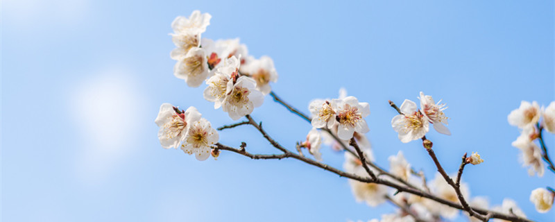 雀梅鲜切花如何养护 雀梅鲜花怎么养