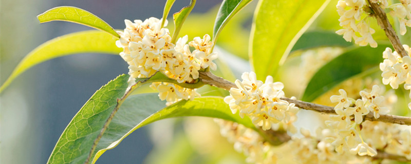 院子里种桂花树的禁忌 院子里种桂花树的禁忌:不能种在大门口和庭院东方