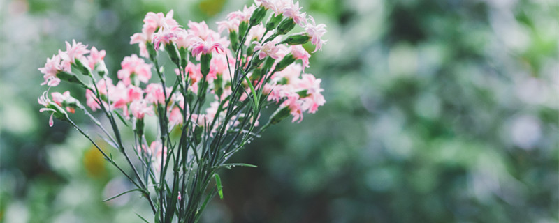 教师节送花送什么花 教师节送花送什么花合适