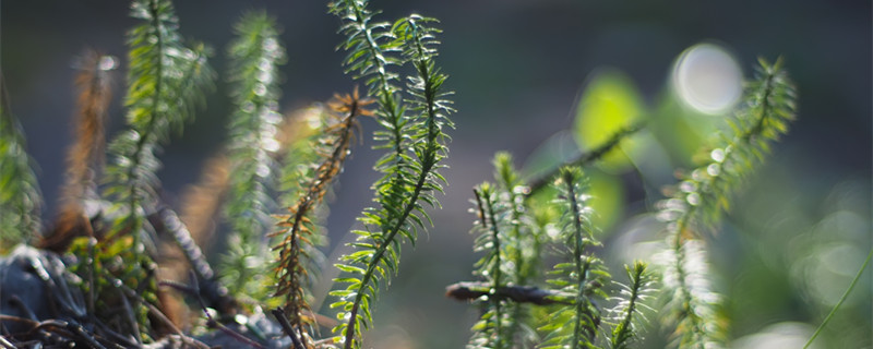 石松是什么植物 石松是什么植物裸子还是被子