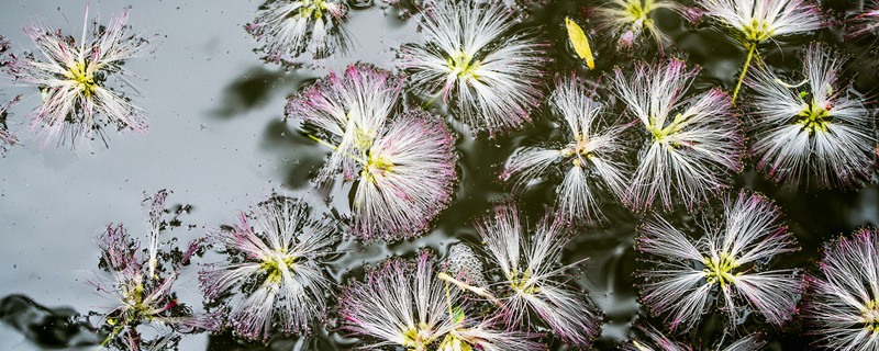 合欢树和芙蓉树的区别（芙蓉树是合欢花树吗）