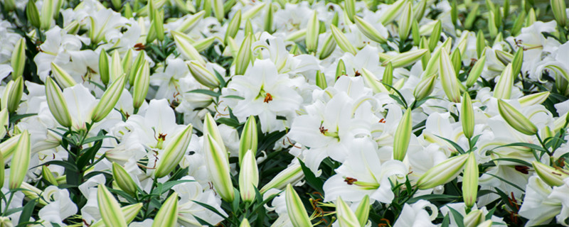 百合花是单性花还是两性花 百合花是单性花还是双性花