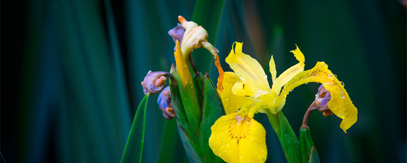 黄花鸢尾和黄菖蒲有什么区别（菖蒲花和鸢尾花）