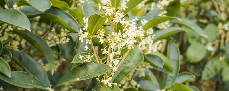 桂花什么时候开花 四季沉香桂花什么时候开花