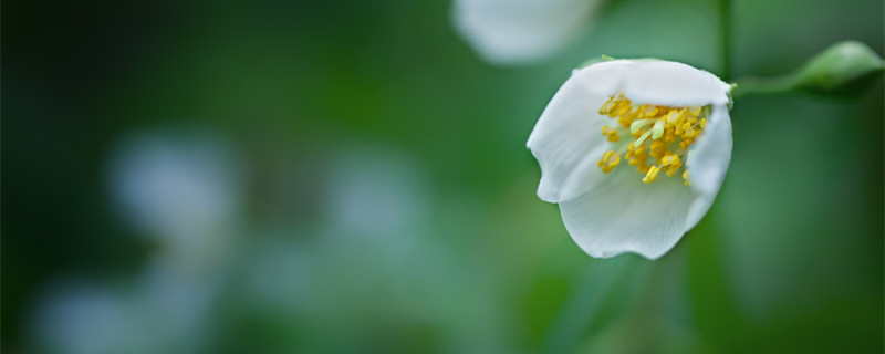 茉莉花冬天会冻死吗（茉莉花冬天冻死了还能活吗）