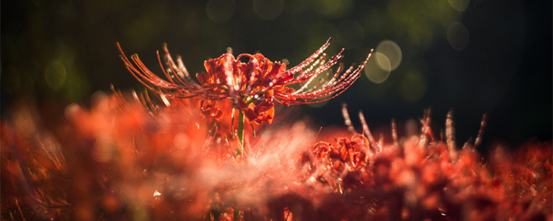 彼岸花的花语和象征 彼岸花的花语和象征 个性签名