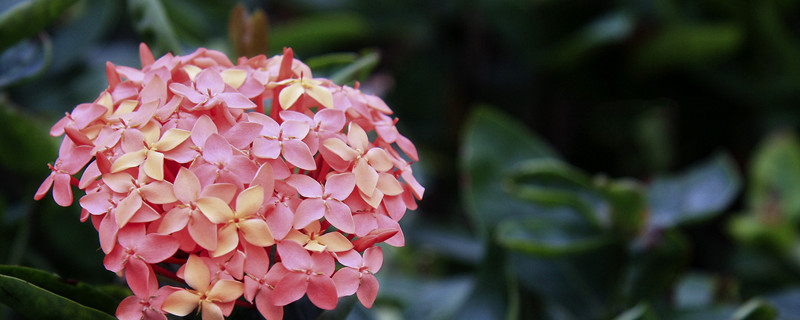 仙丹花的养殖方法（芍药花的养殖方法）