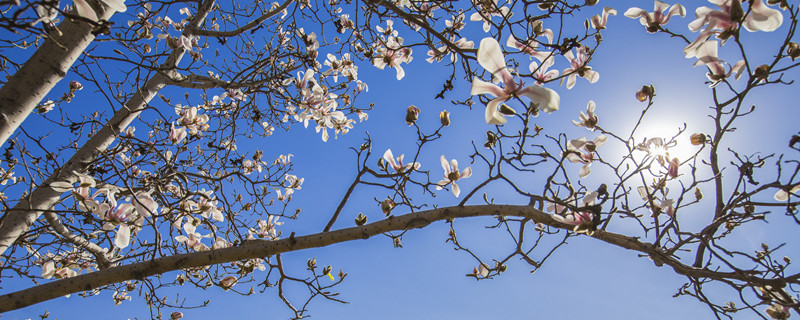 白兰花怎么养（白兰花怎么养得好）