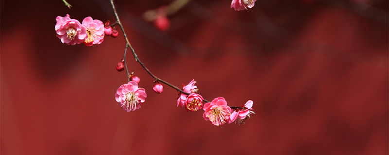 梅花开放的时间（梅花开放的时间是几点）