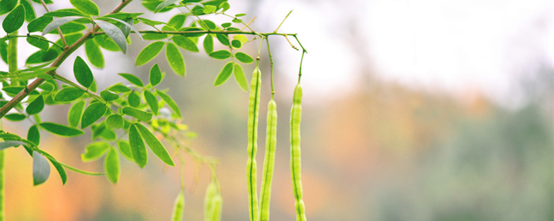 皂荚树与皂角树区别 什么是皂荚树