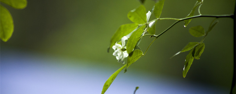 白蔷薇花语及代表意义（白蔷薇的花语是啥）